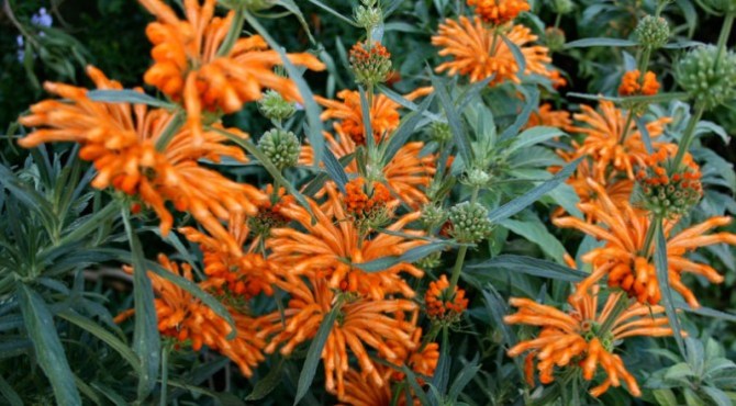 wild_dagga_leonotis_leonurus